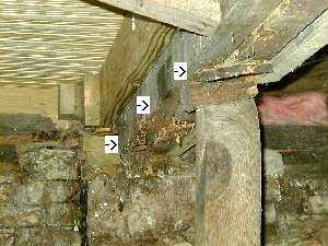 termites